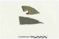 藏品(刺疣鱗蘚)的圖片